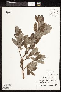 Salix bebbiana image