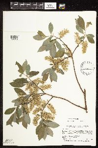 Salix bebbiana image