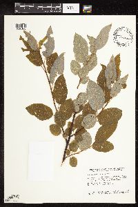 Salix bebbiana image