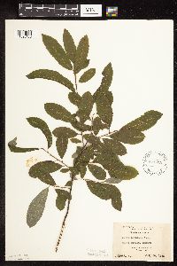 Salix bebbiana image