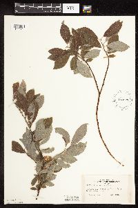 Salix bebbiana image