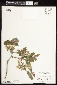 Salix bebbiana image