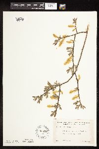 Salix bebbiana image