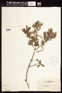 Salix bebbiana image