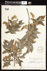 Salix bebbiana image