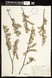 Salix bebbiana image