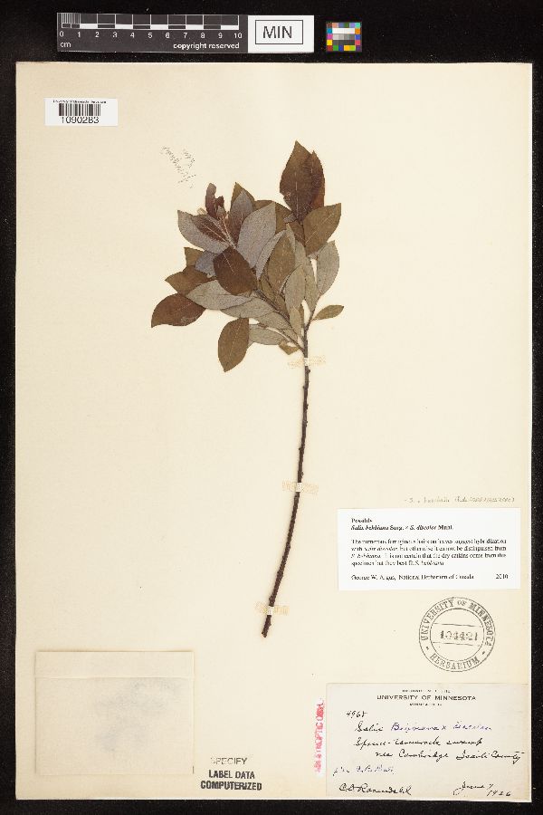 Salix x beschelii image