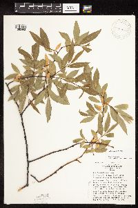 Image of Salix daphnoides