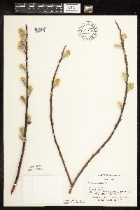 Salix discolor image