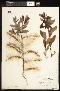 Salix discolor image