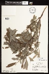 Salix discolor image