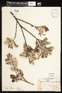 Salix discolor image