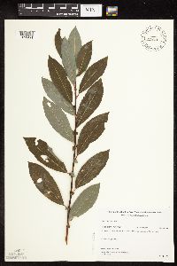 Salix discolor image