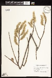 Salix discolor image