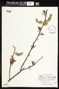 Salix discolor image