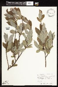 Salix discolor image