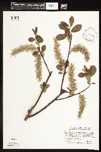 Salix discolor image