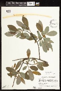 Salix discolor image