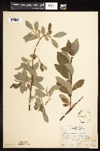 Salix discolor image