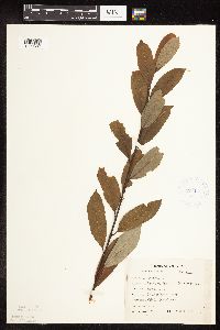 Salix discolor image