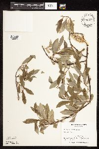 Salix discolor image