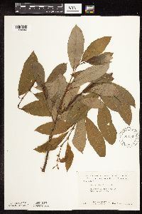 Salix discolor image