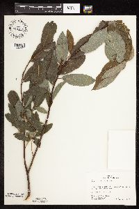 Salix discolor image