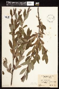 Salix discolor image