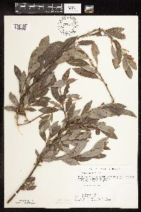 Salix discolor image