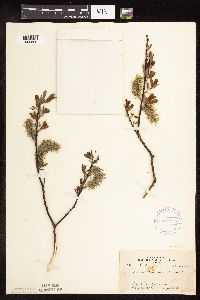 Salix discolor image