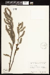 Salix discolor image