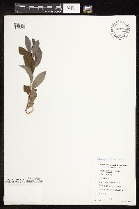 Salix discolor image