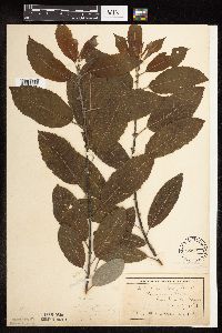 Salix discolor image