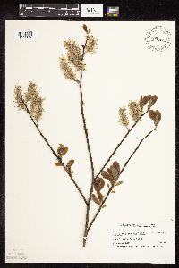 Salix discolor image