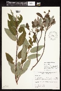 Salix discolor image