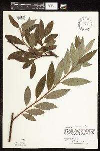 Salix discolor image