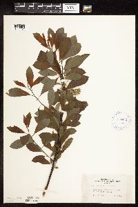 Salix discolor image