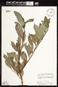 Salix discolor image