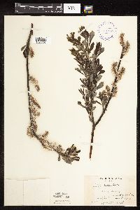 Salix discolor image