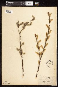 Salix discolor image