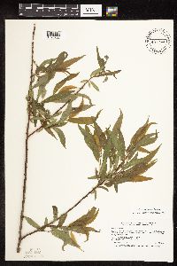 Salix eriocephala image