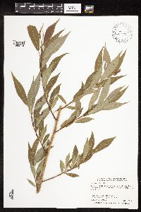 Salix eriocephala image