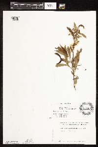 Salix eriocephala image