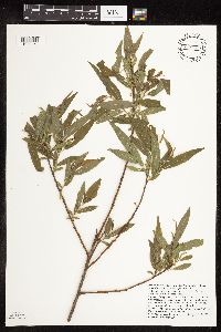 Image of Salix eriocephala