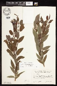 Salix eriocephala image