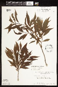 Salix eriocephala image