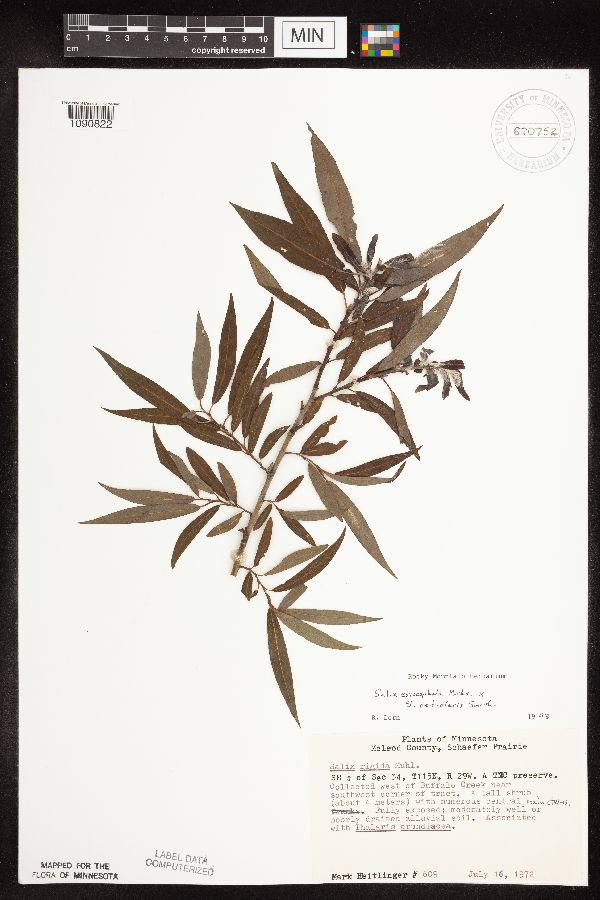 Salix eriocephala x petiolaris image