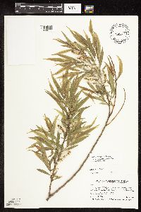 Salix famelica image