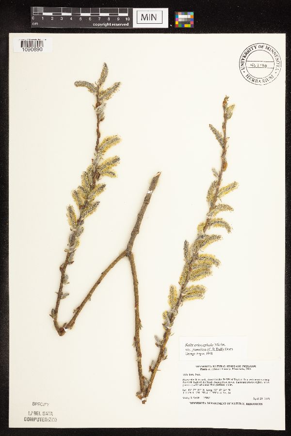 Salix famelica image