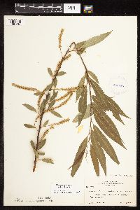 Image of Salix x fragilis